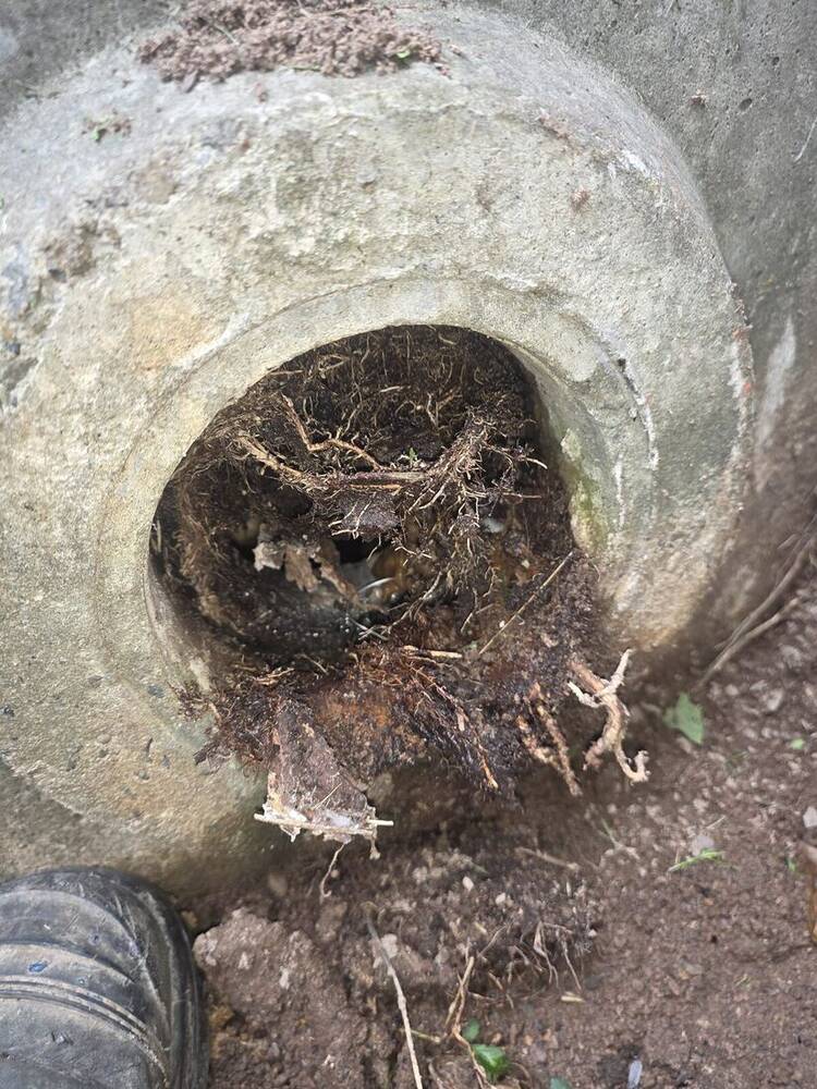 What the roots do to an old clay pipe